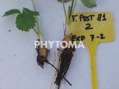 Necrosis en tejido de corona y escasa producción de nuevas raíces alimenticias en planta de fresa inoculada con F. solani